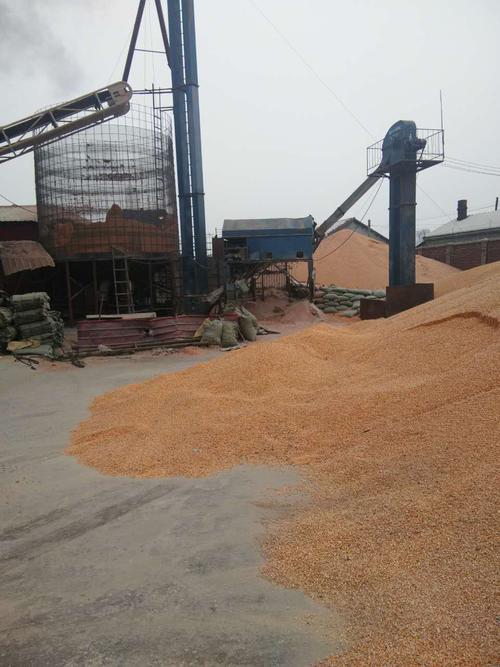 海林粮食加工厂长期供应黄玉米 海林市食品加工原料玉米批发